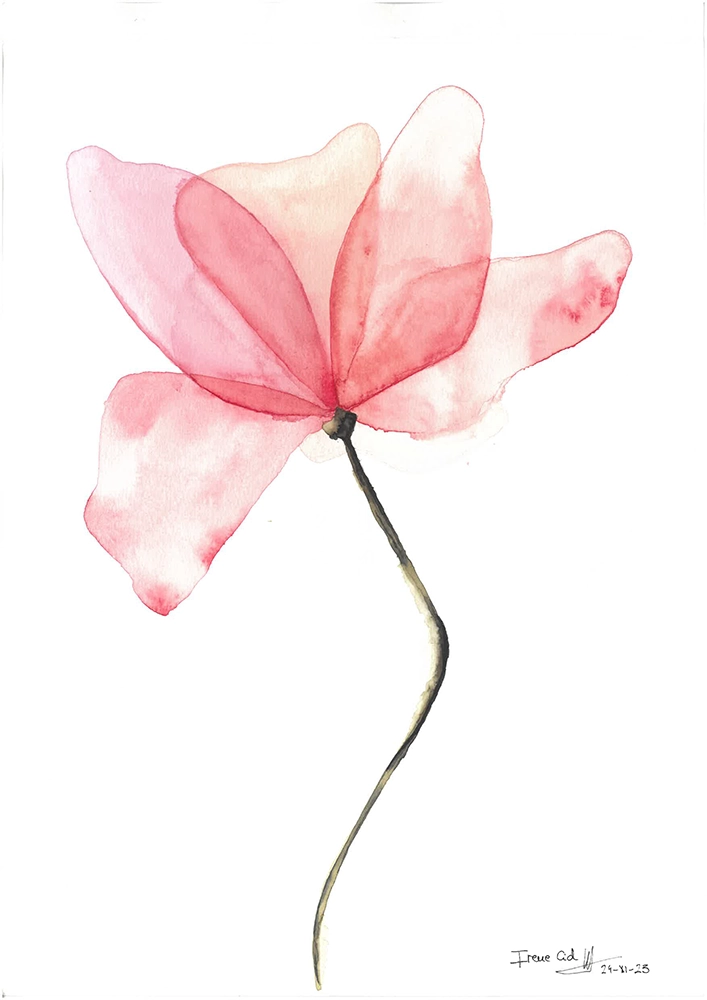 amapola 1