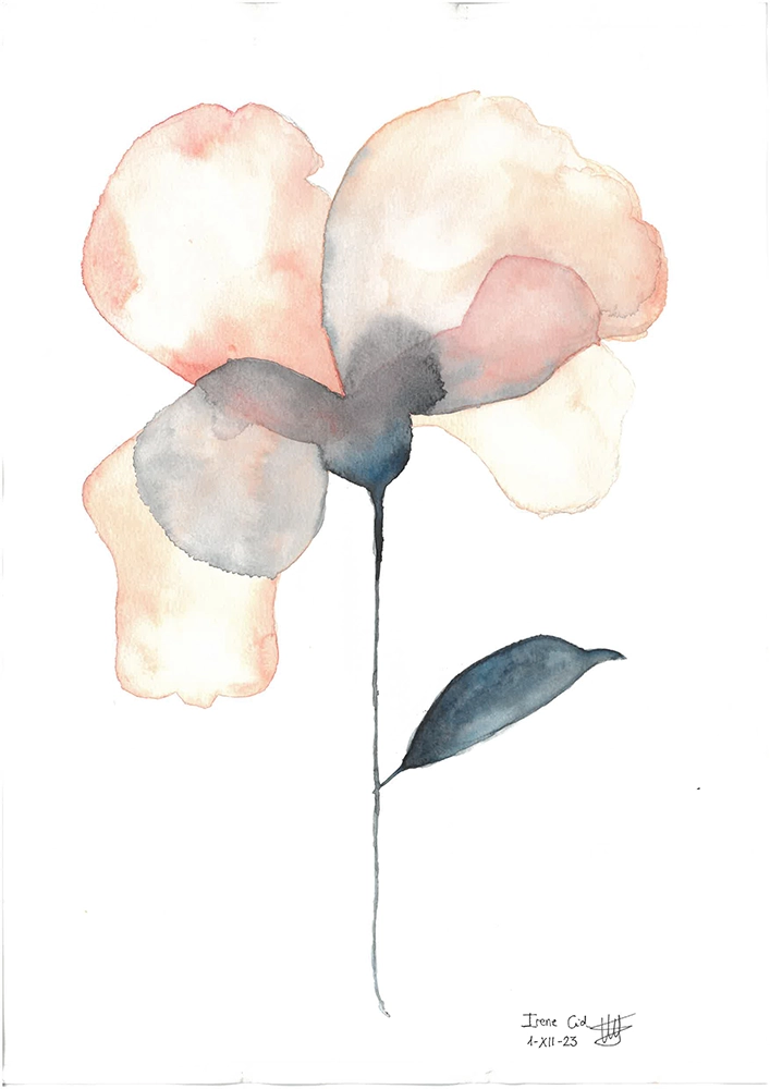 amapola 2