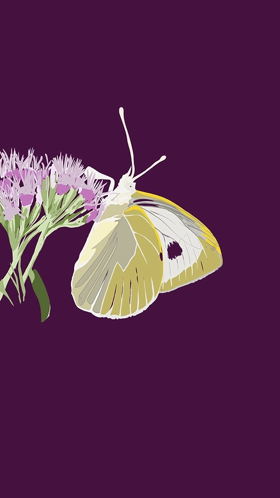 Ilustración digital mariposa