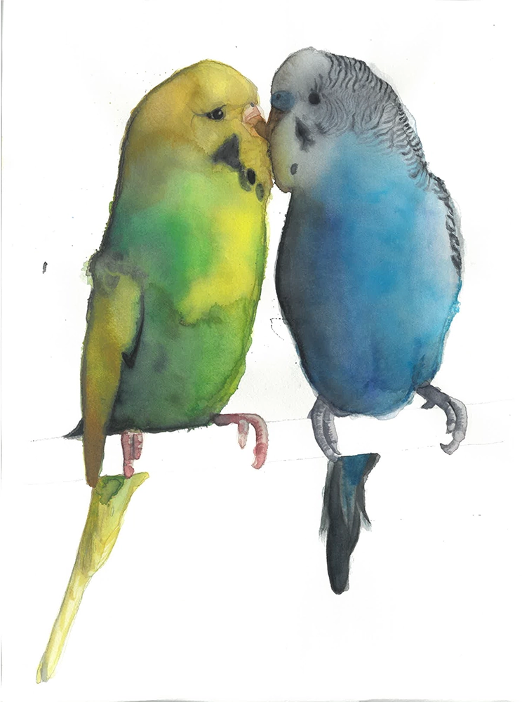 periquitos
